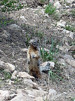 grand canyon rive sud (55).JPG